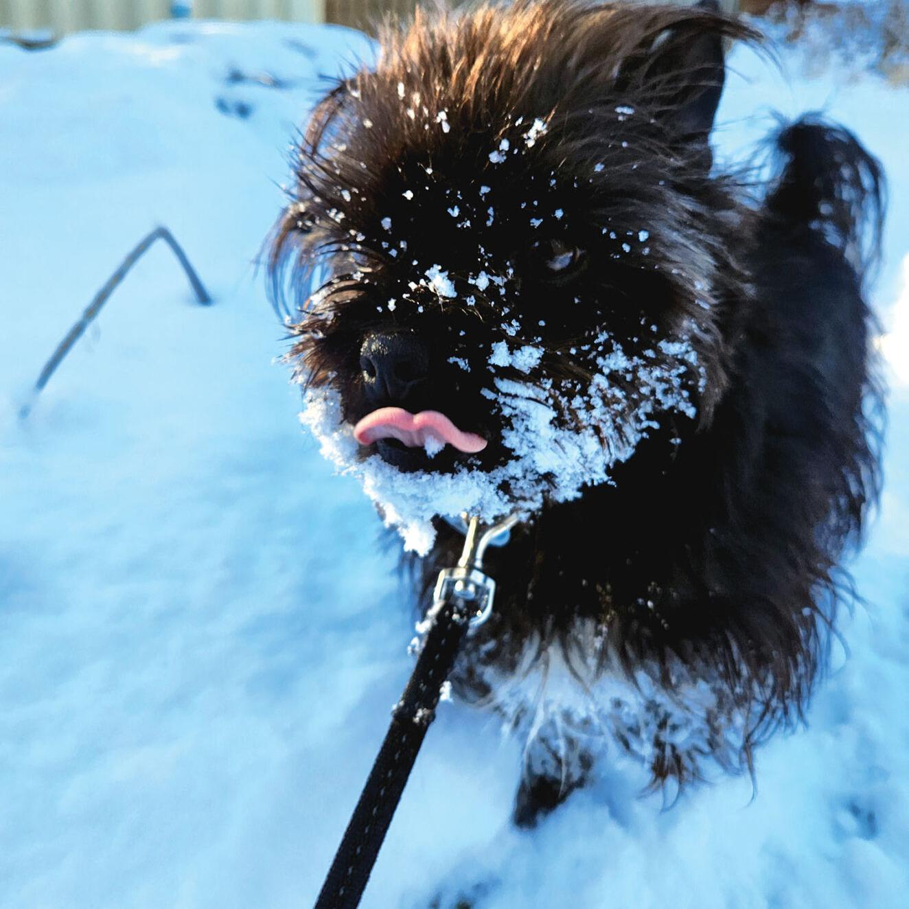 Snow dog